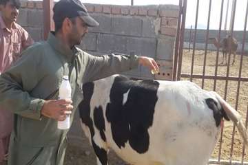خونگیری و سم پاشی